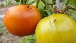 Assassin Bugs-Zelus renardii