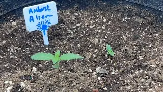 &ldquo;Amherst 👾 Alien&rdquo;- Timelapse (So Far)