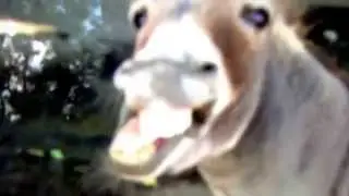 Odd-toed Hoofed Animals