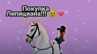 Покупка Липициана! 🥺💗Star Stable &brvbar; Купила ск! 😛💞