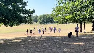 Canberra Dog Walks - a big pack on our social group walk this morning!