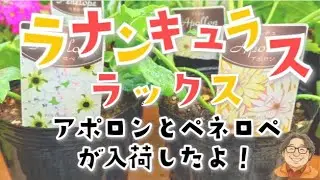 入荷速報！ラナンキュラスラックス　アポロン＆ペネロペが入荷したよ！