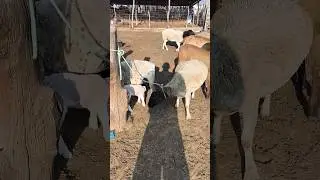 TWO DOPPLER EWES FOR SALE WITH THREE LAMBS