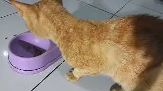 Gemol cat eating afternoon meal
