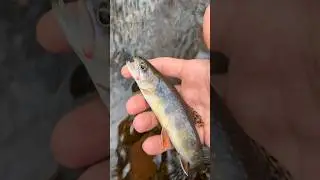 Gorgeous Winter Native Brook Trout