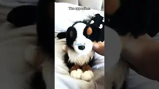 Posting essa content too now! ESSA stands for emotional support stuffed animal! :) #essa #fyp #ship