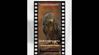 National Bird of #russia   #facts #shorts #shortvideo #scubefacts #knowledge #learning #learn