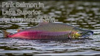 Pink Salmon in Lake Superior: An Unplanned Win