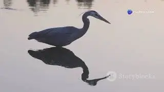 Serene Bird Watching  Relaxing Nature Sounds in 4K