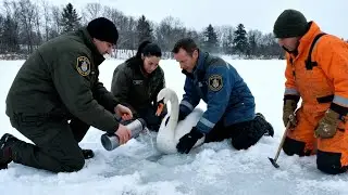 Saving a Swan Frozen to the Ice &mdash; A Dramatic Winter Rescue!