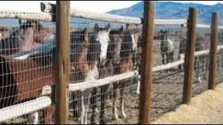 Judge overturns BLM's controversial adoption incentive for wild horses