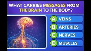 Can You Pass This Human Body Quiz? 🧠 Take This 30-Question Anatomy Quiz! 📚