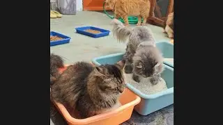 Rusuhnya kucing kucing ku saat di ganti pasir literbox