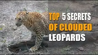Top 5 Secrets of Clouded Leopard (Life Span, Habitat, Diet, etc)