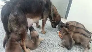 Poor so hungry have much baby. Dog #pets #animals #nature #natural #wildlife #babyanimals 