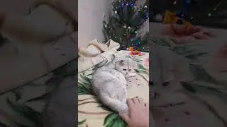 Cats.exe has stopped working #cat #funnycat #catso #catmeme #cute #cats #lol