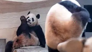 [4K] Rui & Hui Are Ready to Go Home 🐼
