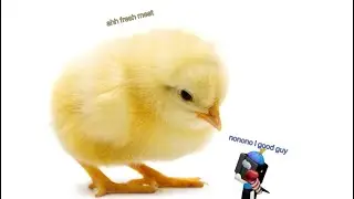 Me and others get chased by a huge chicken while we escape on a boat
