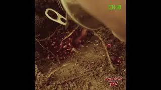 Auxland TV Video No.1