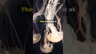 The Ocean's Mystical Dancers (Basket Stars)