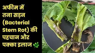 अफीम में तना सड़न (Bacterial Stem Rot) की पहचान और पक्का इलाज 🌿