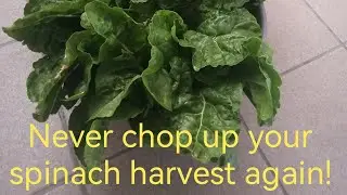 Hassle free way to process and preserve your excess spinach harvest.