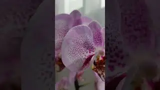 Моя красавица доращивает ещё один бутон🌸 👏