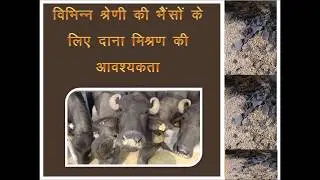CIRB - विभिन्न श्रेणी की भैंसों को दाना मिश्रण कितनी मात्रा में खिलाये