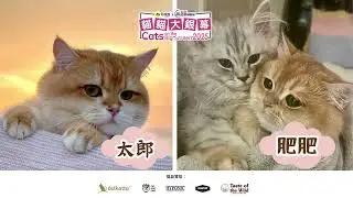 貓貓大銀幕2025 - 相片組入圍貓貓 《vol.1》