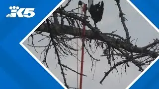 Community comes together to save crow stuck in tree at Tacoma's Point Defiance Park