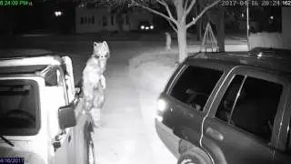 Suburban Werewolf Terrifies Local Pedestrian