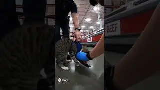 Police arrest cat after meat theft at Costco 😹🚨 #police #automobile #cops  #animalshorts #bodycam