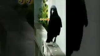 Funny Crow Dance #shorts #viral #shortsfeed #black