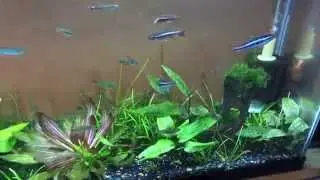 Legendary Fish Rooms: All Oddball Aquatics Part 1