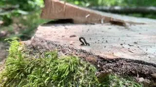 Stop to watch the inch worm