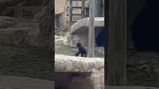 Hilarious and Adorable Animal Antics: Funny and Cute Mishaps