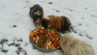 Hiver 2018, Cochons d'inde dans la neige l'hiver, cochon d'inde dehors dans la neige.