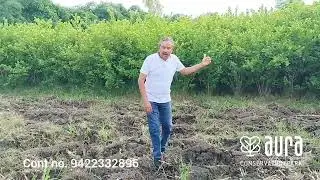 Agnimanth (Premna integrefolia) panchang available 9422332896