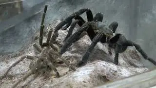 Спаривание Cyriopagopoeus minax