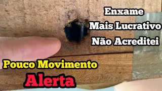 SE SUA ABELHA ESTÁ COM POUCO MOVIMENTO NO BICO FIQUE ALERTA…‼️‼️