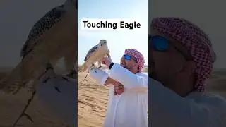 Eagle in Dubai Desert Safari #shorts #eagle #desertadventures #desertsafaris #dubaiattractions
