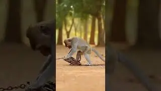 Can This Monkey Escape a Hidden Trap in Time? 😱🐒 #monkey #animals #wildlifeentertainment