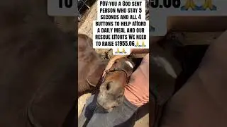 Donete today feed and save a horse from starving 🙏🙏🙏💰
