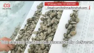 Seafood Shell Fish Clam Washing Machine