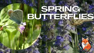 Discover European Butterflies in Spring