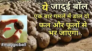 पौधे में केवल एक बार यह  Maggic Ball डाल दो फूलो और फलों से लद जायेगा, जो बनाये खुद | Fertilizer