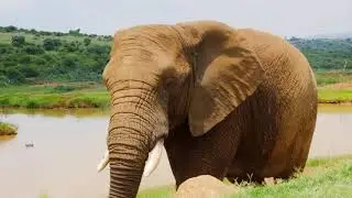 Relaxing Music for Stress Relief,  Meditation, Healing Therapy, Sleep, Spa . Animal, Bird view .