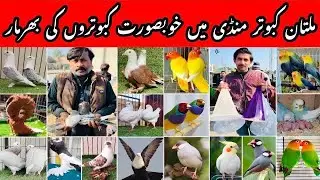 Multan Kabooter Mandi Today | 2026 New Rates | Sasty Kabooter