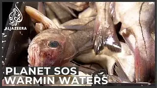 Warming waters: Seafood stocks under threat in Maine