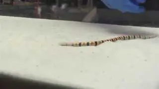 Locomotion of shovel-nosed snakes